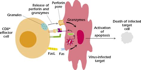 Activation and Function of T Cells | Oncohema Key