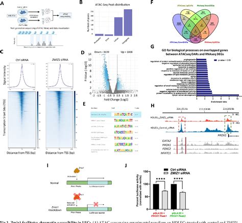 Figure 1 From Zmiz1 Is A Novel Regulator Of Lymphatic Endothelial Cell