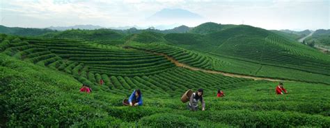 Hangzhou Tea Culture Expo | Going Places by Malaysia Airlines