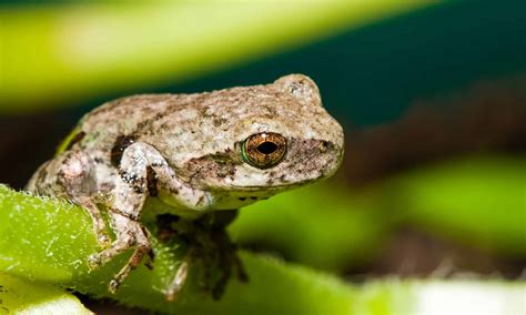 Tree Frog - A-Z Animals