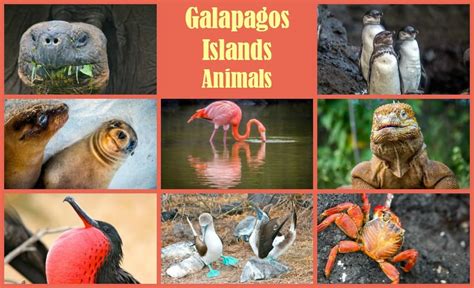 30 Amazing Galapagos Islands Animals