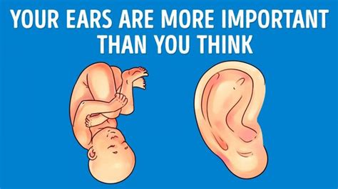 What Does Your Ear Shape Reveal About You? - Moms Austin