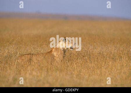 African Lioness Panthera Leo Chasing A Herd Of Zebra And Wildebeest