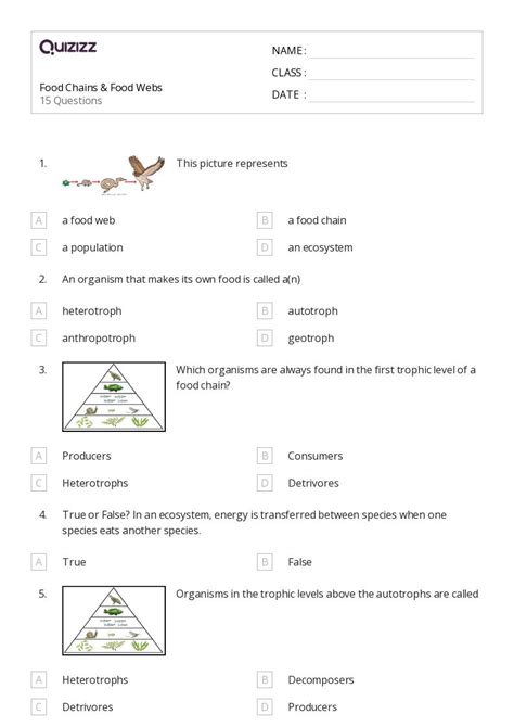 Food Chain And Web Worksheets Free Customizable Templates Worksheets