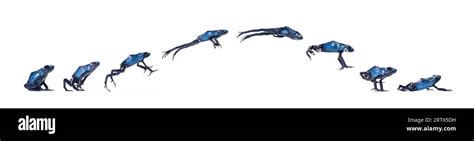 Blue Poison Dart Frog Jumping Animation Sequence Dendrobates