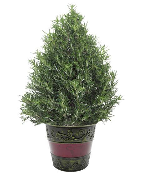 Christmas Rosemary Tree - Calyx Flowers, Inc