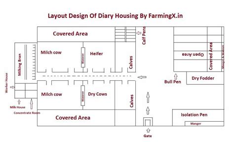 Dairy Housing Layout Diagram For Cattle Farming