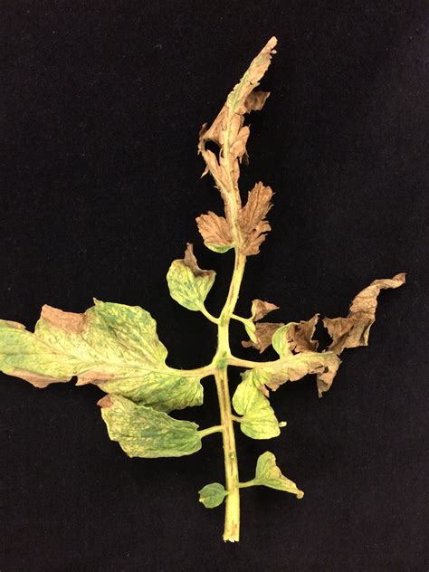 Tomato Mosaic Virus High Tunnel Disease Facts