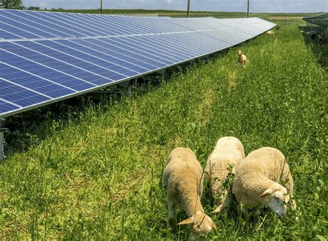 What Is Agrivoltaics Farming With Solar Panels And Sheep Perch Energy