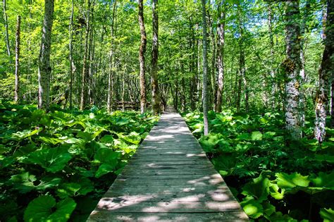 Nacionalni Park Biogradska Gora I Bjelasica Imaju Jednu Od Najzelenijih