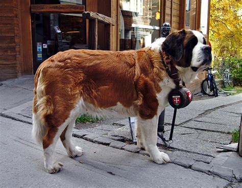 Tudo sobre a Raça de cachorro São Bernardo entenda melhor o seu cãozinho