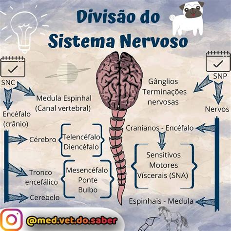 Mapa Mental Do Sistema Nervoso Periferico Mema