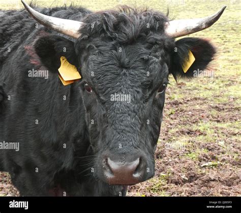 Portrait of a black cow with horns. Dexter cattle is originating in ...