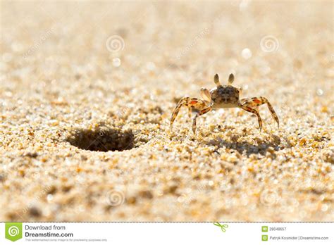 Small Sea Crab On The Beach Stock Image Image Of Khao Seafood 28048657