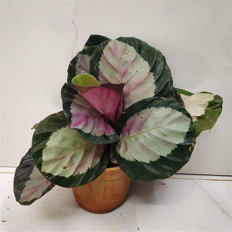 Calathea Roseopicta 'Rosy' - Nursery Buy