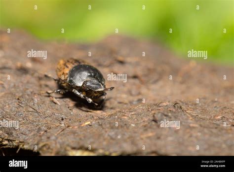 Bull Beetle High Resolution Stock Photography And Images Alamy