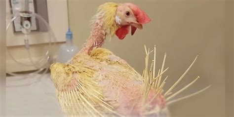 Rescued Chicken Who Lost All Her Feathers Completely Transforms - The Dodo