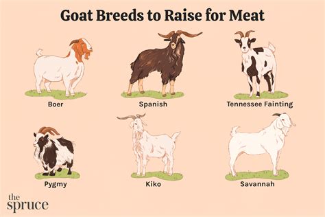 15 Best Goat Breeds to Raise for Meat