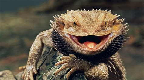 reptile tank wallpaper 6