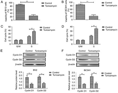 Effect Of Treatment With Tunicamycin Mg Ml On The Viability Of