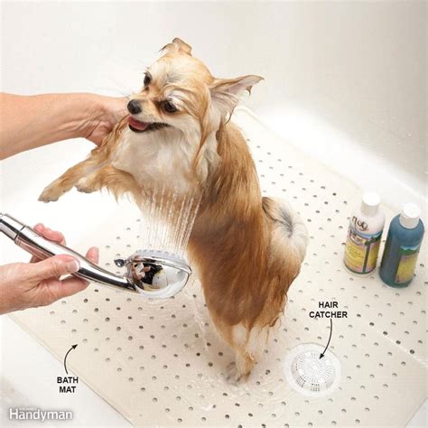 17 Best Tips for Pet Care and Pet Safety