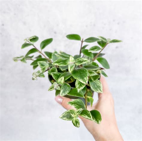 Aeschynanthus radicans 'Variegata' - Variegated Lipstick Plant