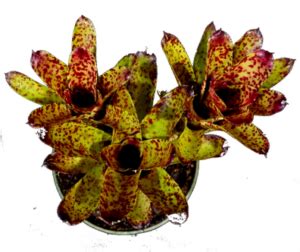 Hot Tamale Colibri Nursery