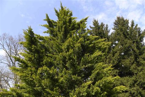 How To Grow And Care For Leyland Cypress