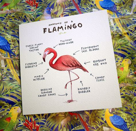 Anatomy Of A Flamingo Card