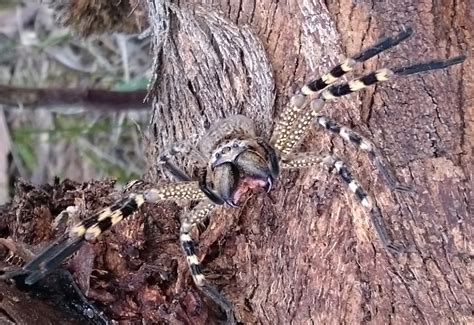 Huntsman Spider from Australia - What's That Bug?