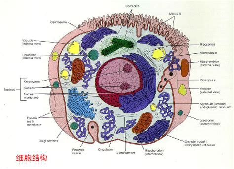细胞结构360百科