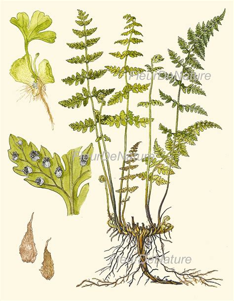 Fern Print Set Of Botanical Art Print X Lindman Antique Etsy