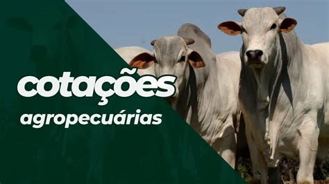 Cotações Agropecuárias 25 09 2021 YouTube