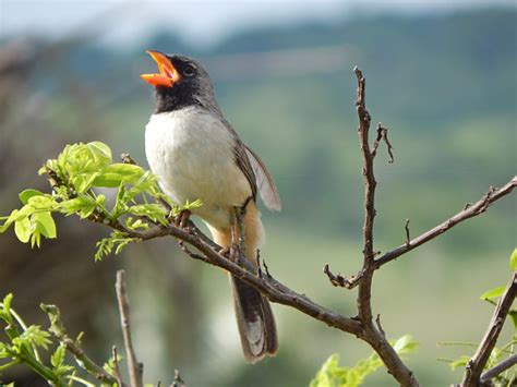 Foto Batuqueiro Saltatricula Atricollis Por Antunes Lima Tuny