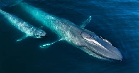 Negen Landen Gaan Samen De Oostkust Van De Stille Oceaan Beschermen