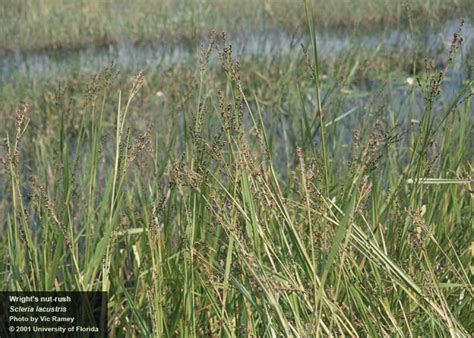 Invasive Grasses Rushes And Sedges In South Florida Southwest Florida Cisma