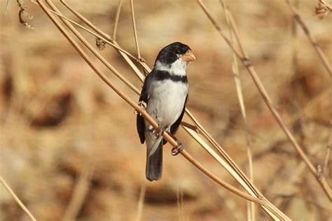 Foto Golinho Sporophila Albogularis Por Reinaldo Barros Wiki Aves