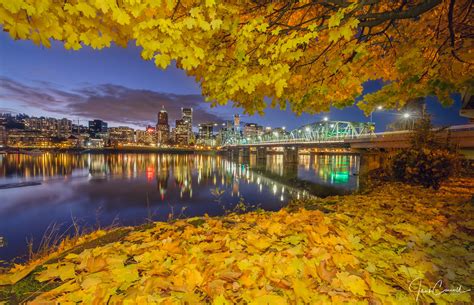 Last Of The Fall Colors In Portland This Tree Always Hangs Flickr