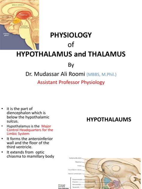 Lecture On The Physiology Of Hypothalamus And Thalamus By Dr Roomi