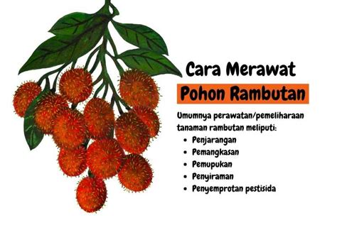 Pohon Rambutan Ciri Ciri Habitat Dan Perawatan