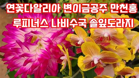 야생화꽃모종 다년생꽃모종 노지월동식물 전원생활 아파트베란다정원 Youtube