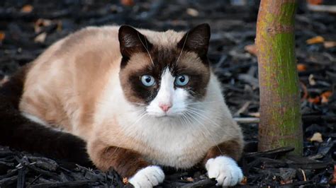 Snowshoe Cat Breed Characteristics & Care - breeds.app