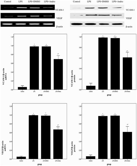 Andrographolide Reduces Lps Induced Inflammatory Gene Expression In