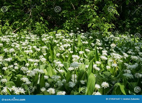 Flowering Field Allium Ursinum Known As Wild Garlic Ramsons Buckrams