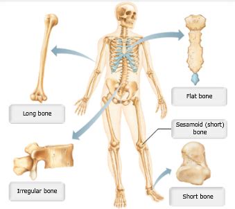 Print A P Chapter 6 Bones And Skeletal Tissues Flashcards Easy Notecards