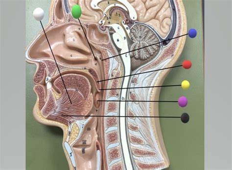 Sagittal Section Of Head Flashcards Quizlet