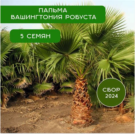 Вашингтония комнатная пальма Пальмы - купить по выгодным ценам в ...