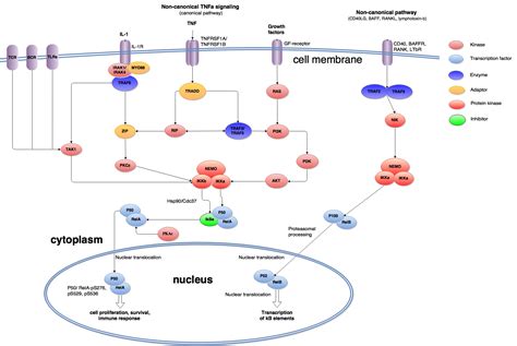 Nf Kappab Signaling Antibodies Online Cn