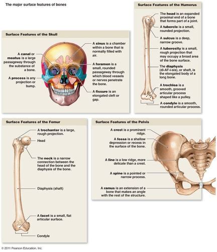 Bone Markings Flashcards Quizlet