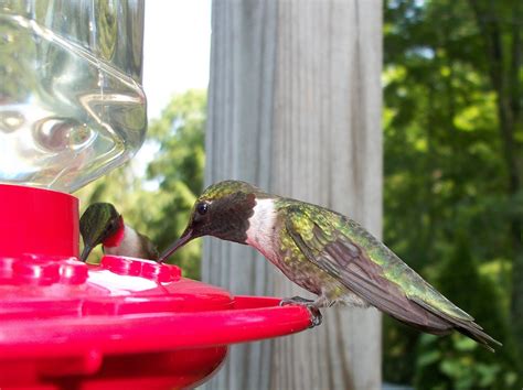 Hummingbird Habitat: Hummingbirds